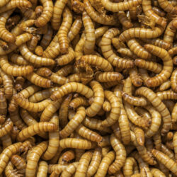 mealworms - deposit photos